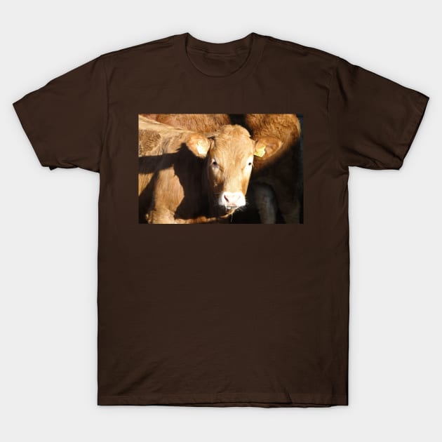 Anyone Have A Tissue Please? T-Shirt by AH64D